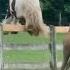 Introducing My Gypsy Vanner To My Haflinger AFTER Being Neigbours For A MONTH JUMPS OUT THE PASTURE