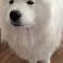 You Re Not My Mother Video Dogs Puppy Samoyed Shortsvideo Ytshorts Cutepuppy