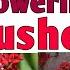 24 Best Red Flowering Bushes For Your Garden Red Flower Plants For Garden Plant And Planting