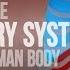 Respiratory System Of The Human Body How The Lungs Work Animation