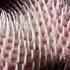 How A Tiger S Tongue Looks Like Tiger Tongue Shorts Knowledge