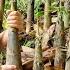 FULL VIDEO 150 Days Of Harvesting Taro Bamboo Shoots Sugarcane Plums Eggplants Market To Sell