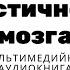 Пластичность мозга Чувство равновесия Мозг восстанавливается даже после тяжелого инсульта