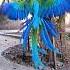 Harlequin Macaw A Vibrant Masterpiece Of Nature S Colors And Plumage HarlequinMacaw