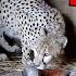 Cameras Filmed A Cheetah Giving Birth For The First Time When She Got Up The Keepers Screamed