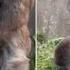 Amazing Mating Gorilla Subscribe My Channel Plzz Friends And Like