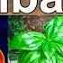 Para Que Sirve La Albahaca 9 Beneficios Y Propiedades De La Hoja De Albahaca