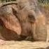 Mud Bath With The Elephants Maerim Elephant Sanctuary Chiang Mai Thailand