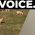 An AMAZING Illustration Of My Sheep Hear My Voice