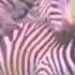 Zebra Mating Sex 2016