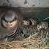 Chakor Female With Chicks Patridge Female With Chicks Chakor Ki Awaz