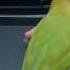 Piriko The Love Bird Stop Working Please