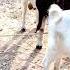 Good Enjoy Short Morning Goats Village Life 80