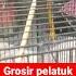 Harga Burung Pelatuk Sampit Grosirburung