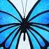 How To Draw Butterfly Easy Blue Monarch Butterfly Drawing And Coloring