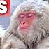 Japanese Snow Monkey Hot Spring Experience Nagano ONLY In JAPAN