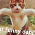 Cat Funny Dance Love Edm Music Beach Newsong