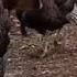 Real Turkey Gobbles Clucks Purs For Turkey Calling Practice GrowingDeer Tv