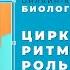 Лекция 3 Циркадианные ритмы и их роль в Anti Age медицине Алексей Прокопов