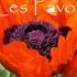 Les Pavots A De Lamartine