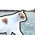 Cat Walking Over The Frozen Han River VR 360