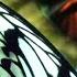 Butterflies Flying In Slow Motion HD Houston Butterfly Museum