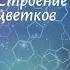 Биология 7 кл Пасечник 27 Строение и разнообразие цветков