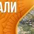 Аштанга йога Патанджали Глубина и основа практики Екатерина Де Пьетро