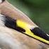 Vivaldi Flute Concerto In D Major Op 10 No 3 RV 428 The Goldfinch 432 Hz