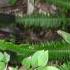 Eastern Whip Birds In The Garden Maianbar NSW Australia