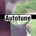 AUTOTUNE VS NO AUTOTUNE Tiktok Viral Trending Autotune Cat