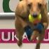 Is This The Fastest Flyball Dog At Crufts Ever