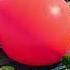 This Big Balloon Caused A Tsunami In This City Shorts Viral