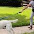 Dog Gone Problems Loose Leash Training Commercial