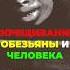 Младенец человека и обезьяны возможен обезьяна спаривание скрещивание человек факты