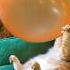 Amazing Cat Blow Balloon Youtubeshorts Cat Kucing Funnyvideo Animalsvideo Shorts