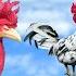 40 Different Roosters Crowing Krähruf Der Hähne Von 40 Verschiedenen Hühnerrassen Im Vergleich