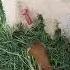 PattonThePole Redrocketfromhell Animals Dog Dogs Funny Wtf Hahaha Lol Redrocket Lol Wow