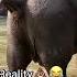 Thailand Vs Reality Shorts Travel Thailand Thai Elephant Poop Funny Travelthailand