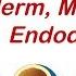 Gastrulation Formation Of Germ Layers Ectoderm Mesoderm And Endoderm