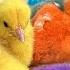 Catch Millions Of Cute Chickens Colorful Chickens Rainbow Chickens Rabbits Ducks Cute Animals