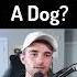 Are You A Dog