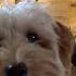 Mini Goldendoodle Puppy Gives Her Pet Dad Kisses On A Ring Cam RingTV