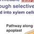 Plant Nutrition Anatomy And Transpiration