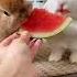 Cute Rabbit Eating Watermelon Shorts