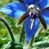 Borage Health And Garden Benefits