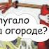 Поймал как то раз старик Хоттабыч золотую рыбку Самые смешные анекдоты Выпуск 58