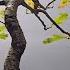 The Elegance Of The English Oak Bonsai