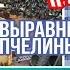 ПЛЮСЫ И МИНУСЫ кассетных павильонов Выравнивание пчелиных семей Количество мертвых пчел Пасека