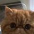 Exotic Shorthair Cat Meowing